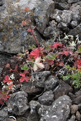 Potentilla pulviniformis