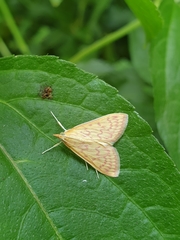 Ecpyrrhorrhoe damastesalis