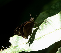 Ancistroides nigrita