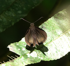 Ancistroides nigrita