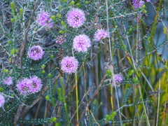 Melaleuca nesophila