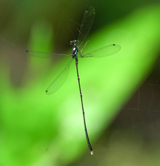 Coeliccia bimaculata