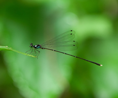 Coeliccia bimaculata