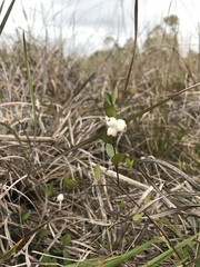 Chiococca parvifolia