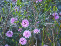 Melaleuca nesophila