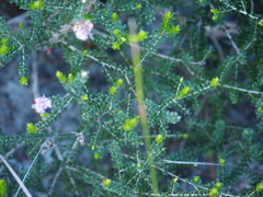 Melaleuca nesophila