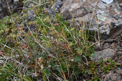 Potentilla pulviniformis