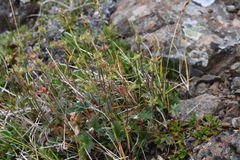 Potentilla pulviniformis