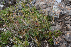Potentilla pulviniformis