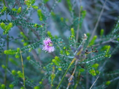 Melaleuca nesophila