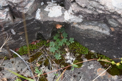Potentilla rubella