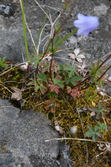 Potentilla rubella