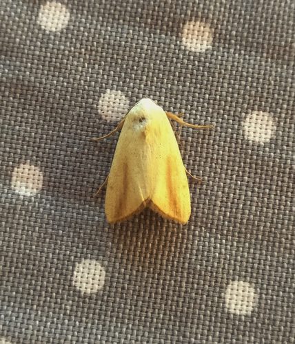Pardoxia graellsii