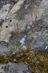 Potentilla rubella