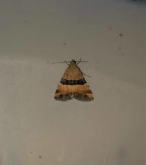 Pseudozarba bipartita