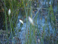 Johnsonia lupulina