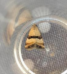 Pseudozarba bipartita