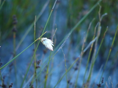 Johnsonia lupulina