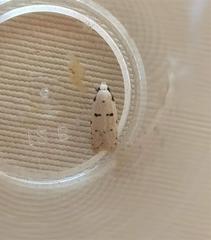 Stibaromacha ratella