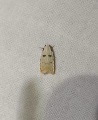 Stibaromacha ratella