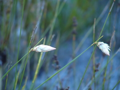 Johnsonia lupulina