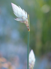 Johnsonia lupulina