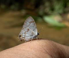 Hypolycaena othona