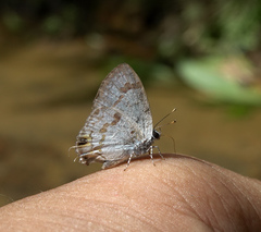 Hypolycaena othona