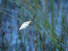 Johnsonia lupulina