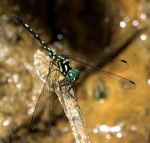 Phyllothemis