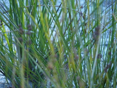 Johnsonia lupulina
