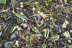 Potentilla uniflora