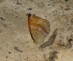 Cirrochroa aoris
