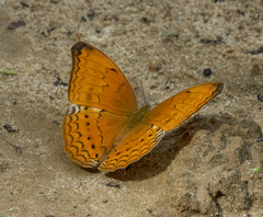 Cirrochroa aoris