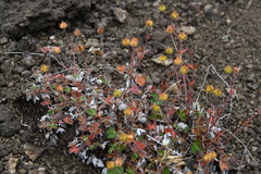 Potentilla uniflora