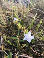 Jacquemontia curtissii