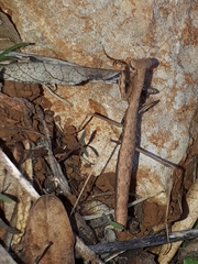 Geomantis larvoides