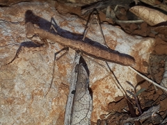Geomantis larvoides
