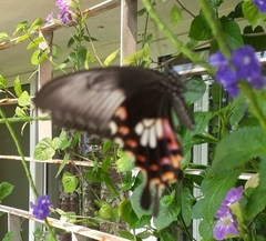 Papilio polytes