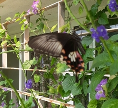 Papilio polytes