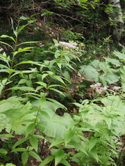 Eupatorium glehnii