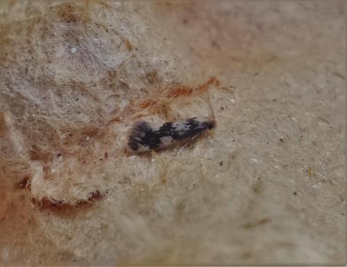 Lichenotinea pustulatella