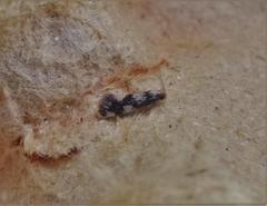 Lichenotinea pustulatella