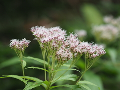 Eupatorium glehnii
