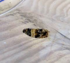 Celypha aurofasciana