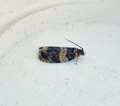 Celypha aurofasciana