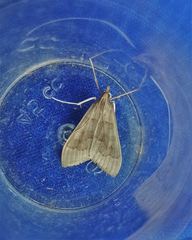 Mecyna asinalis