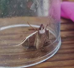 Mecyna asinalis