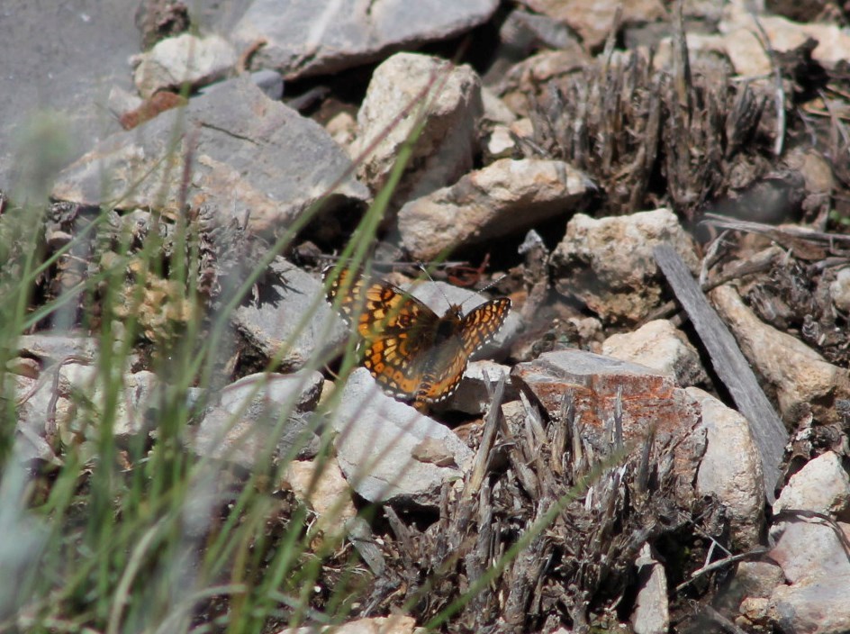 Dotted Checkerspot