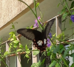 Papilio polytes